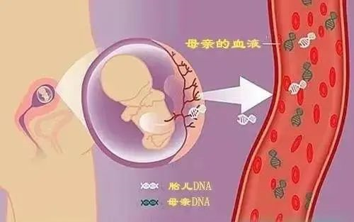 東莞哪家胎兒親子鑒定準確？（無創(chuàng)胎兒、羊水、絨毛）