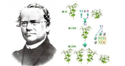 染色體遺傳：親子鑒定就是看血型么？