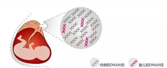 無創(chuàng)胎兒親子鑒定準確率是多少？關(guān)于無創(chuàng)胎兒親子鑒定檢測技術(shù)